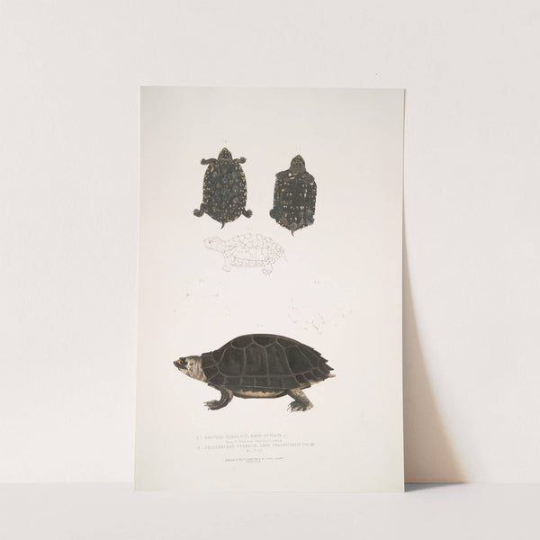 1. Spotted Terrapin, Emys Guttata [Emys Hamiltonii]; 2. Thicknecked Terrapin, Emys crassicollis. by John Edward Gray