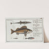1. The Fifteen-Spined Stickleback; 2. The Ruffe; 3. The Stickleback; 4. The lesser Stickleback. by Marcus Elieser Bloch