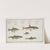 1. The Sperlin; 2. The Gudgeon; 3. The Bitter-Carp; 4. The Bleak; 5. The Minow. by Marcus Elieser Bloch