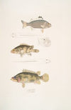 1. Three Banded Pterapon, Pterapon trivittatus; 2. Clouded Bedula, Bedula nebulosus; 3. Dr. Hamilton’s Bedula, Bedula Hamiltonii.