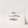 1. Tileo Carp, Cyprinus Tileo; 2. Richardson&#039;s Carp, Cyprinus Richardsonii; 3. Beautiful Loach, Botia grandis. by John Edward Gray