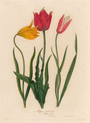 1. Tulipa sylvestris [and] 2. Tulipa Oculus solis [and] 3. Tulipa Oculus Clusiana (1818-1824)