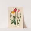 1. Tulipa sylvestris [and] 2. Tulipa Oculus solis [and] 3. Tulipa Oculus Clusiana (1818-1824) by Gaetano Savi