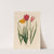 1. Tulipa sylvestris [and] 2. Tulipa Oculus solis [and] 3. Tulipa Oculus Clusiana (1818-1824) by Gaetano Savi