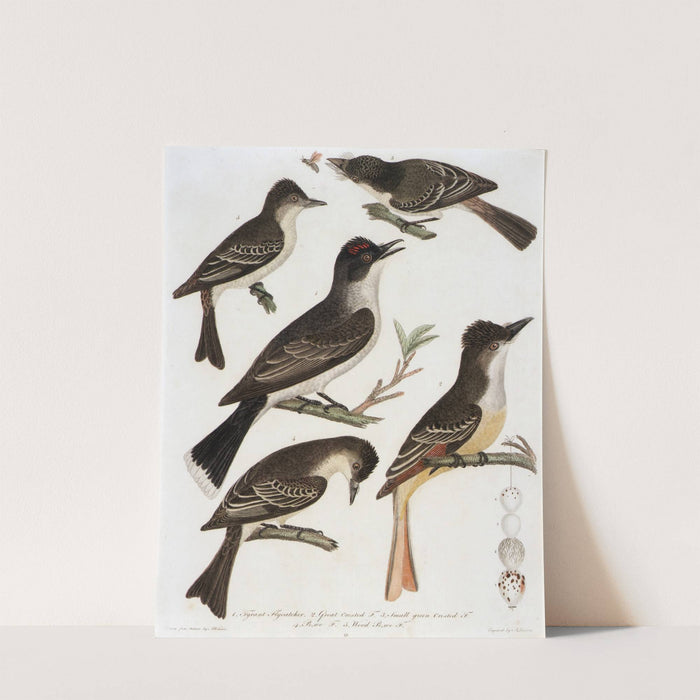 1. Tyrant Flycatcher. 2. Great Crested F. 3. Small Green Crested F. 4. Pe-We F. 5. Wood Pe-We F. by Alexander Lawson