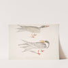 1. Waved Tern, Sterna brevirostris; 2. Orange Billed Tern, Sterna aurantia. by John Edward Gray