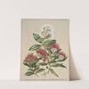 1. White rata. 2.Climbing rata. 3.Southern rata by Sarah Featon