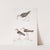 1. White Tailed Sandpiper, Totanus leucurus; 2. Allied Sandpiper, Totanus affinis; 3. Cawnpore Snipe, Totanus Lathami. by John Edward Gray