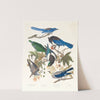 1. Yellow-billed magpie. 2. Stellers jay. 3. Ultramarine jay. 4, 5. Clark&#039;s crow by John James Audubon