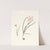 1. Zephyranthes Carinatus. 2. Zephyranthes Rosea. by Priscilla Susan Bury