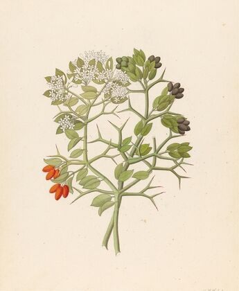 2 species of Carisfa arduina [Carissa haematocarpa]