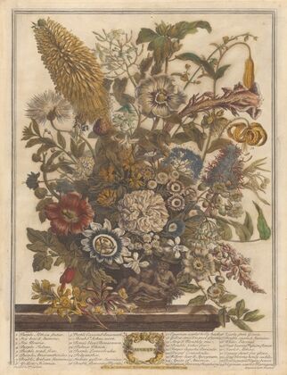 August (1730)