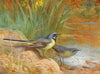 5 Grey Wagtails (1928)