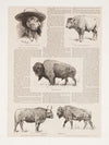 6 drawings of American buffalo and portrait of Ho.N.C.J. Jones, Garden City, Kansas (1890)