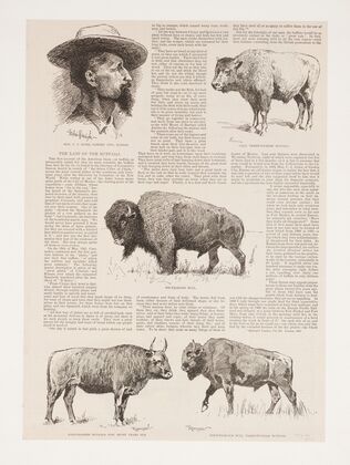 6 drawings of American buffalo and portrait of Ho.N.C.J. Jones, Garden City, Kansas (1890)