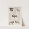 6 drawings of American buffalo and portrait of Ho.N.C.J. Jones, Garden City, Kansas (1890) by Frederic Remington