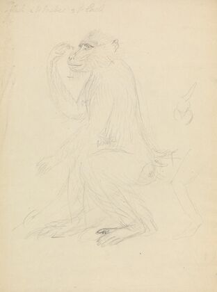 A Baboon