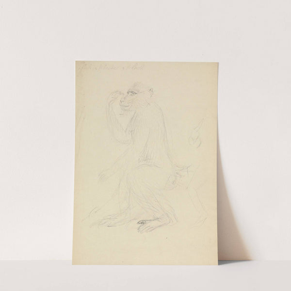 A Baboon by James Sowerby