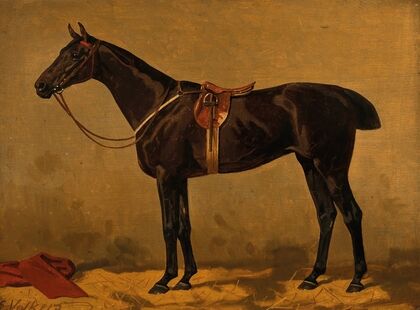 A Bay Horse in a Stable