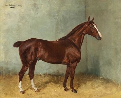 A Bay Horse with White Blaze in a Stable