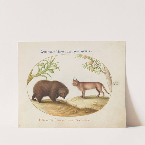 A Bear and a Lynx (1575-1590) by Joris Hoefnagel