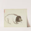 A Bear. by James Sowerby