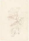 A Beech Wood