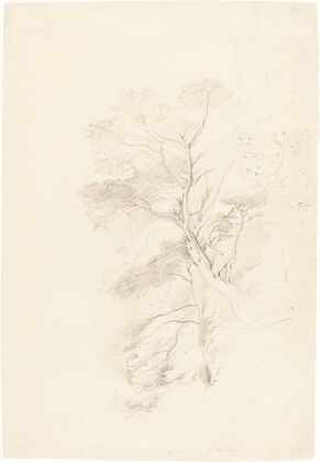 A Beech Wood