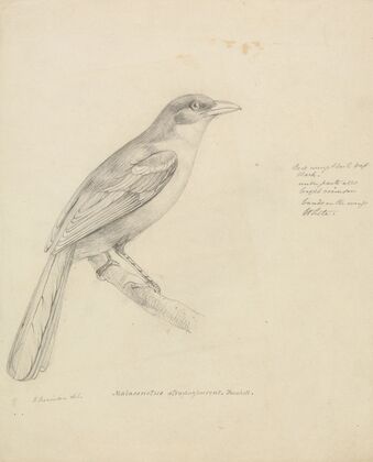 A Bird
