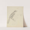 A Bird by William Swainson