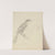 A Bird by William Swainson
