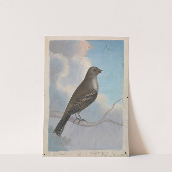 A Bird by James Sowerby
