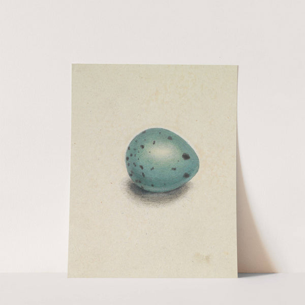 A Bird&#039;s Egg by James Sowerby