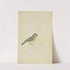 A Blue Tit by James Sowerby