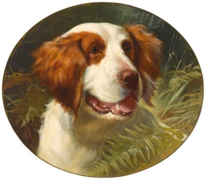 A Brittany spaniel