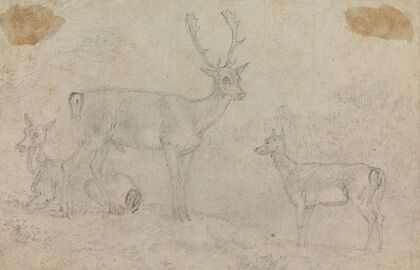 A Buck and Two Deer