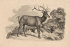 A Buck and Two Doe (1812)