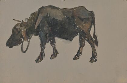 A buffalo.