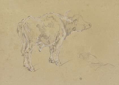 A buffalo
