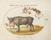 A Bull and a Horned Animal (1575-1590)