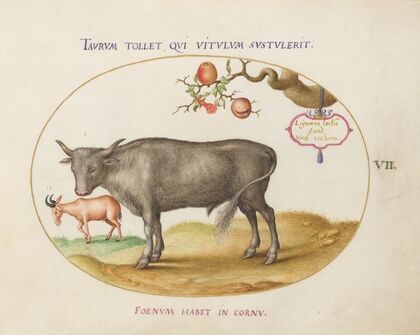 A Bull and a Horned Animal (1575-1590)
