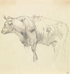 A Bull