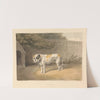 A Bulldog by Samuel Howitt