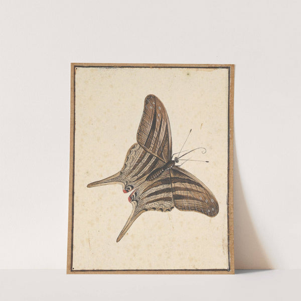 A Butterfly by Nicolaas Struyk