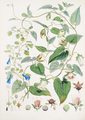 A. C. Gracilis, H. f. et T. ; B. Codonopsis (Campanumcea) Javanica, H.f. et T. C. C. Inflata, H.f. & T. (1855)