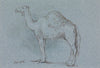 A Camel, Facing Left, Sept. 1856