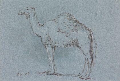 A Camel, Facing Left, Sept. 1856