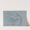 A Camel, Facing Left, Sept. 1856 by George Jones