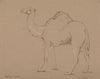 A Camel, Facing Left, Sept. 3, 1850
