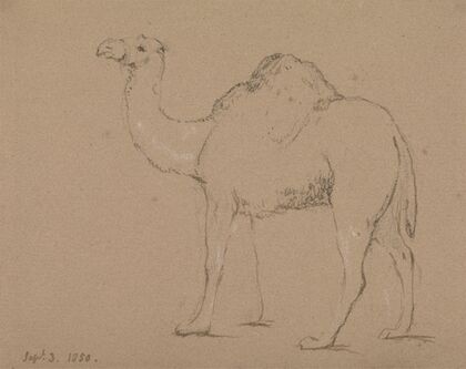 A Camel, Facing Left, Sept. 3, 1850